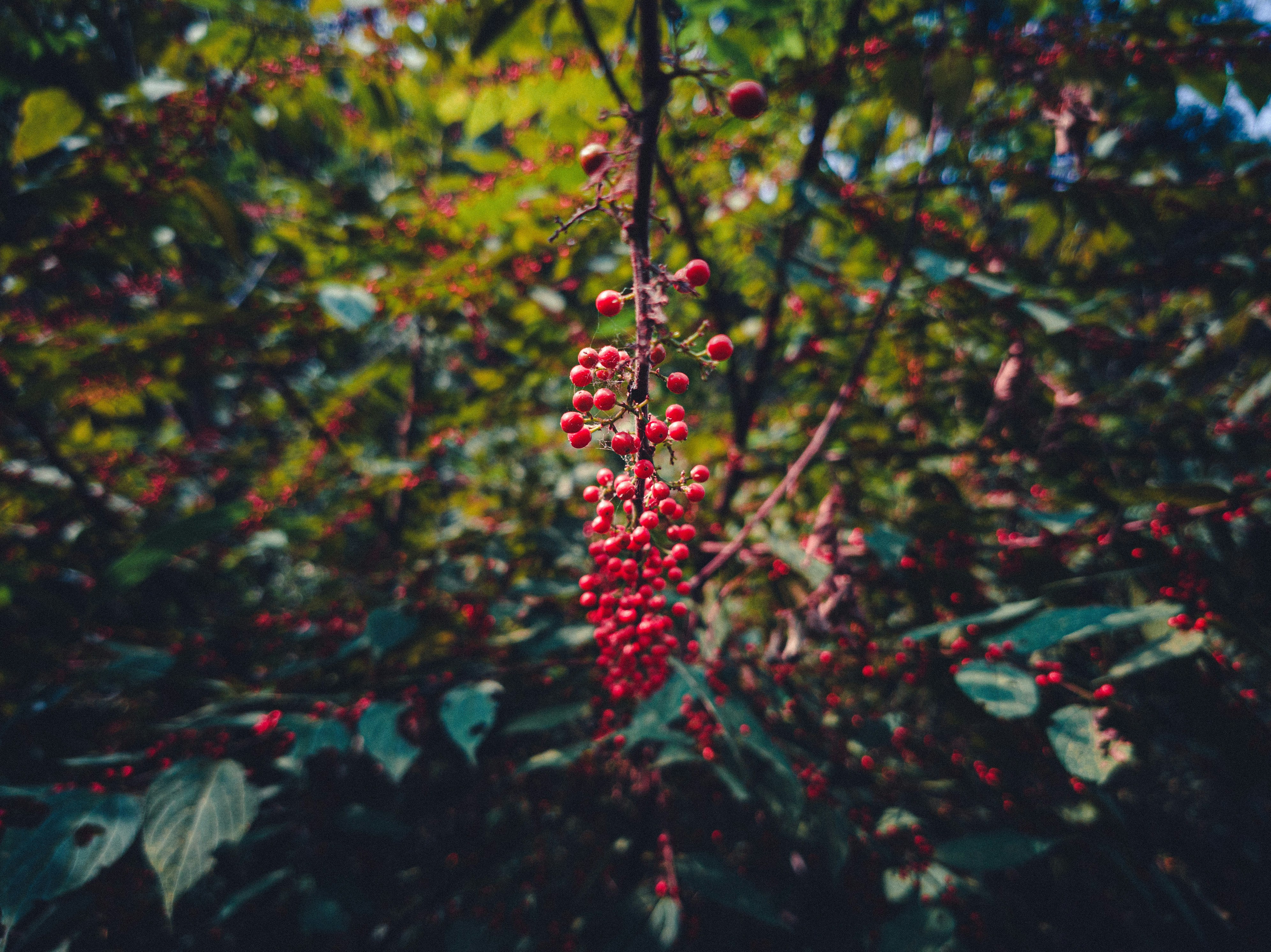 a bunch of red berries hanging from a tree