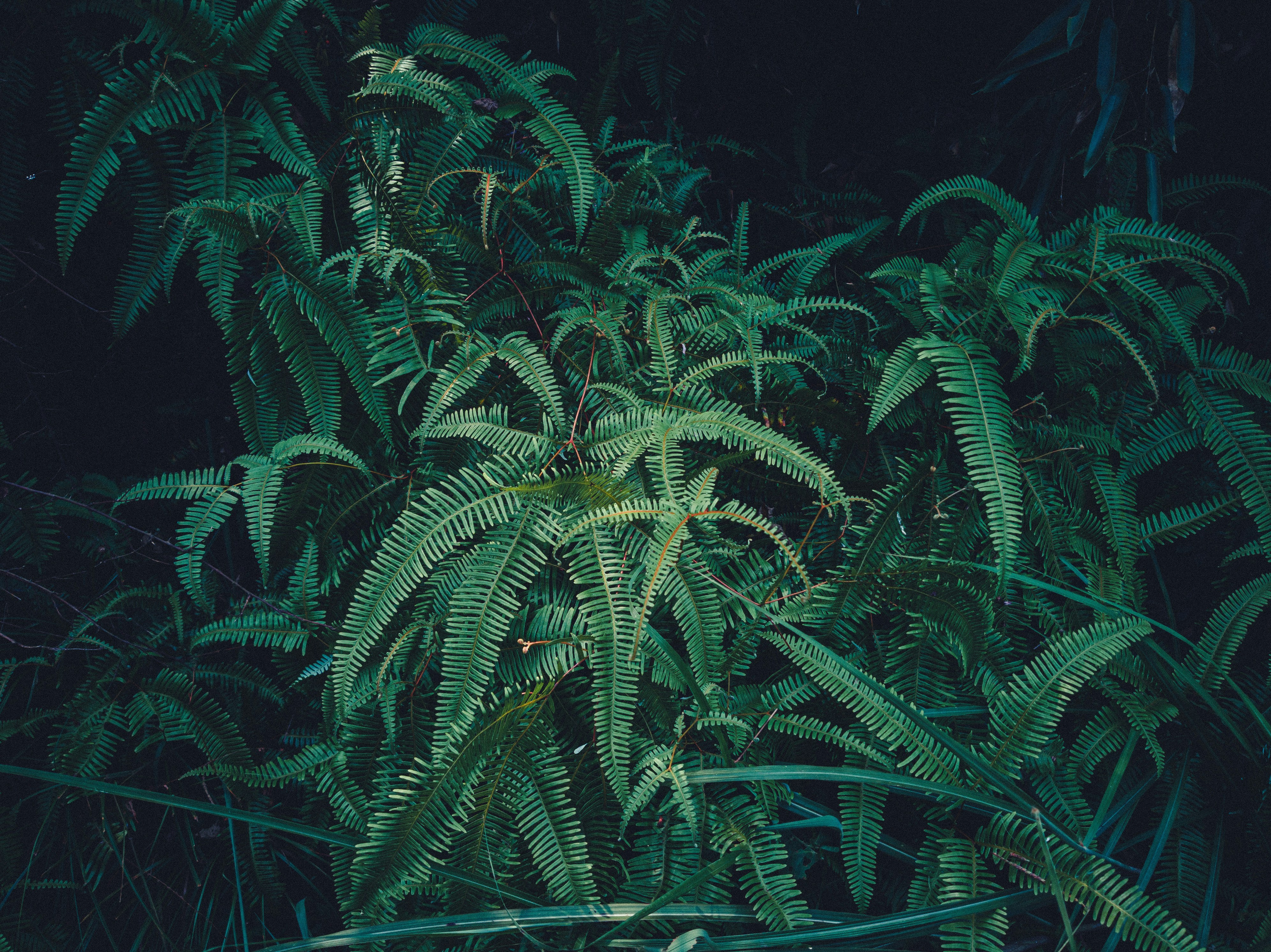 Best High-Potency THCA Strains: Bulk Deals Online