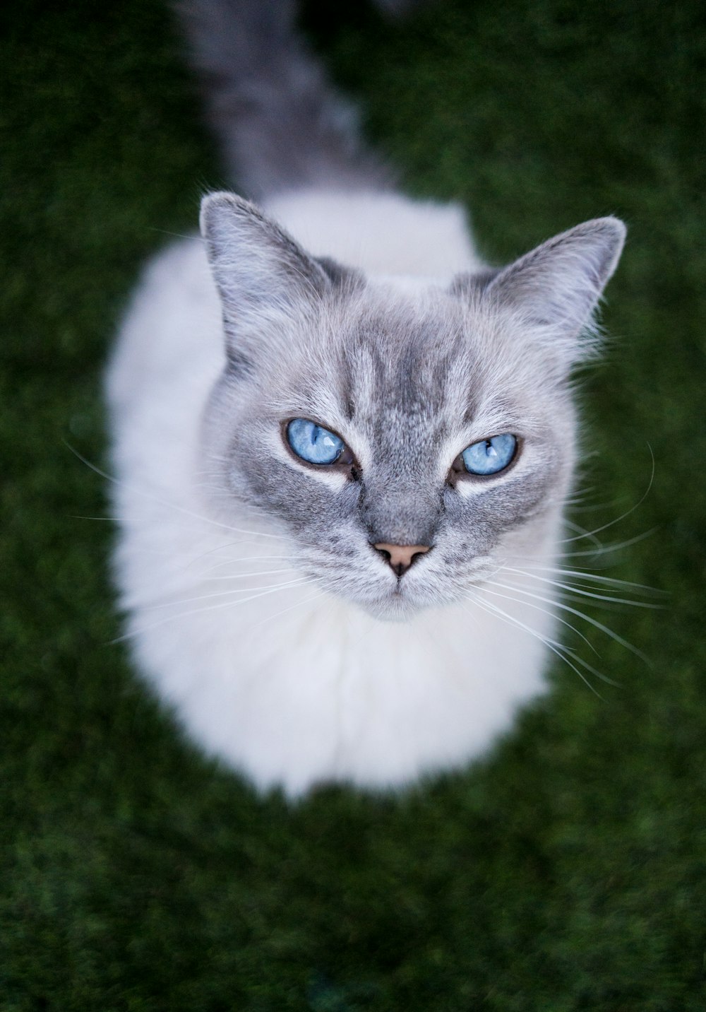 selective-focus photography of white cat