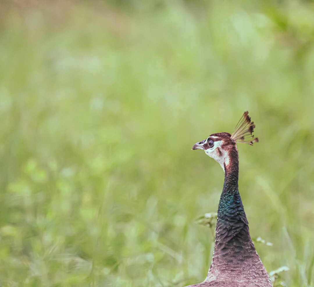 brown and gray bird