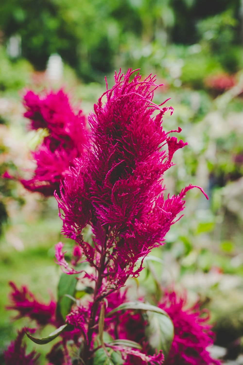 macro photography of pink coxcomb flowers