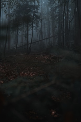 A dense forest shrouded in mist, with tall trees and limited visibility. The atmosphere is dark and eerie, with a subdued lighting effect creating deep shadows among the foliage.