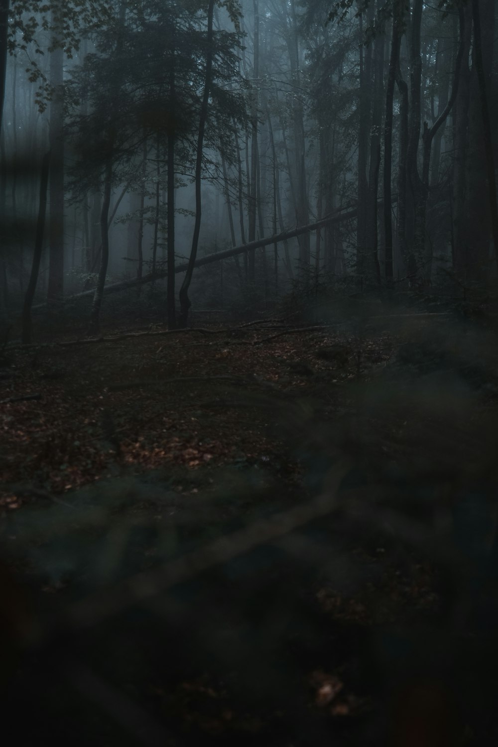 a dark forest filled with lots of trees