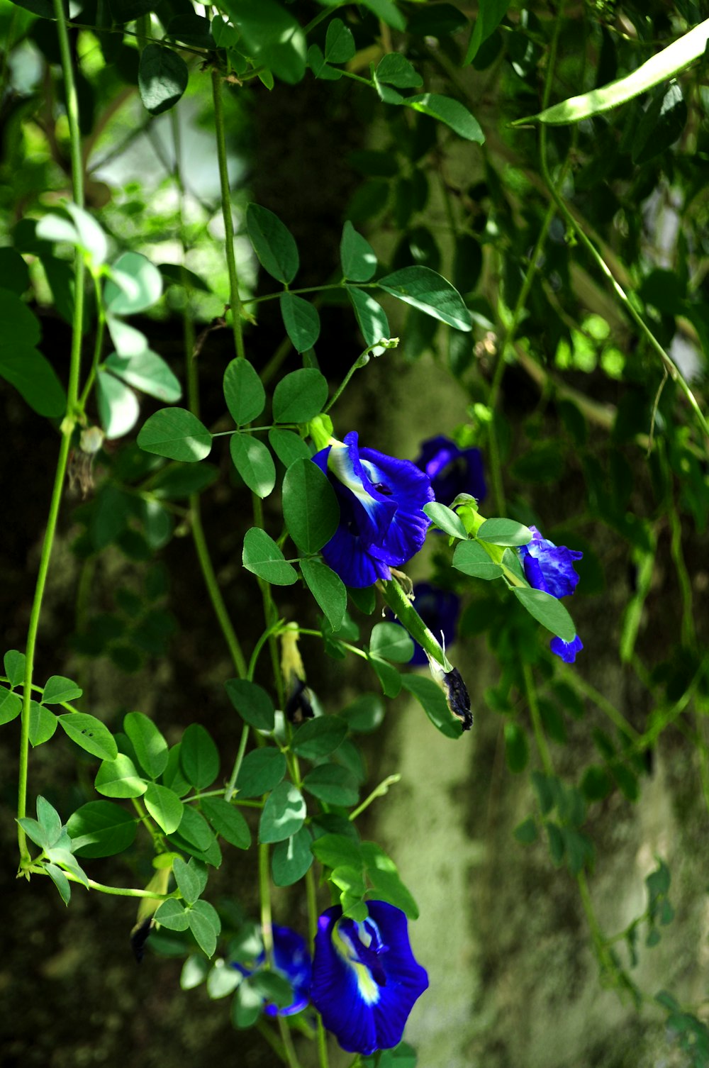 blue ternate flowers