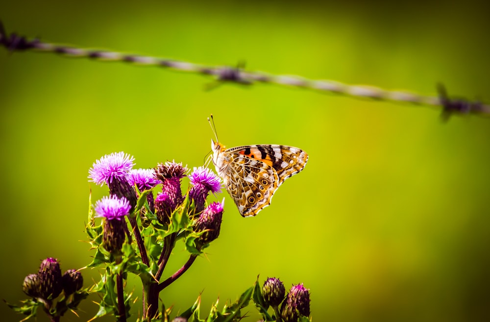 brown butterfly perch on flower