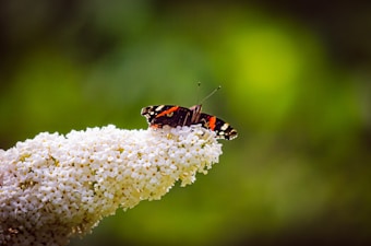 A vibrant butterfly with black, red, and white patterns rests on a cluster of small, delicate white flowers. The background consists of a soft, blurred gradient of green, highlighting the butterfly and flowers.
