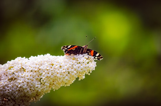A vibrant butterfly with black, red, and white patterns rests on a cluster of small, delicate white flowers. The background consists of a soft, blurred gradient of green, highlighting the butterfly and flowers.
