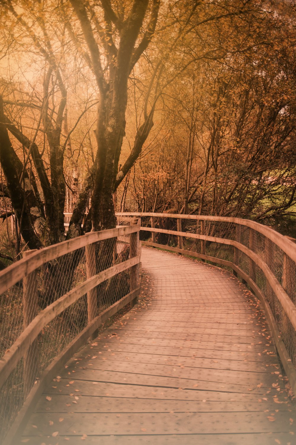 Chemin gris entre les arbres