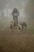Close-up of a musher guiding the sled with focused determination.