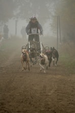 A person wearing a helmet is participating in a dog sled race on a dirt path, harnessed to a team of energetic dogs. The scene is shrouded in fog, adding an element of mystery and focus to the foreground action.