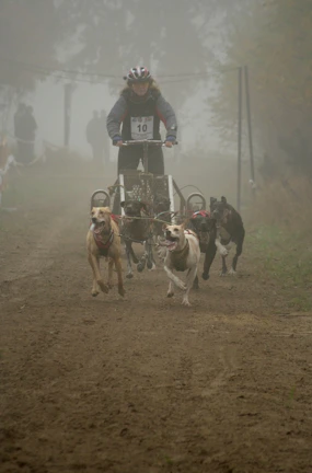 Close-up of a musher guiding the sled with focused determination.
