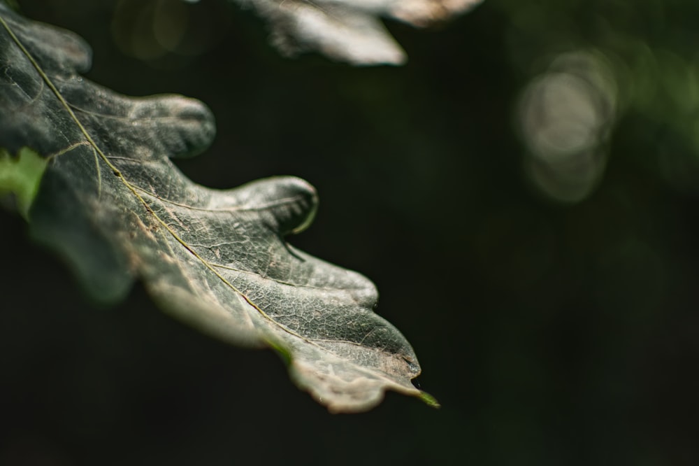 a close up of a leaf on a tree