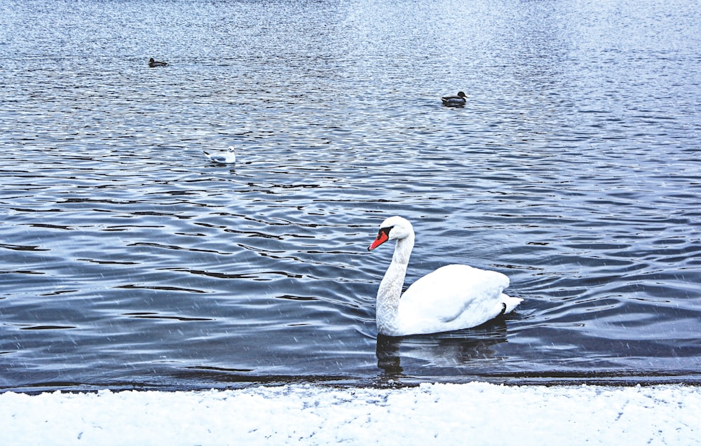 goose in body of water