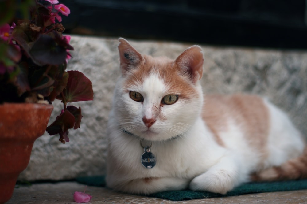 an orange and white cat laying next to a potted plant