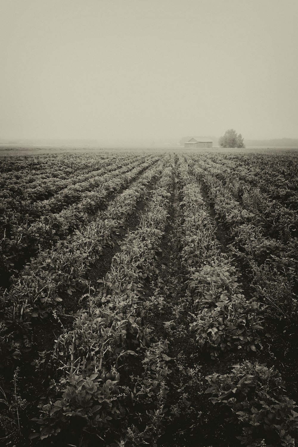 Photo en niveaux de gris de plantes