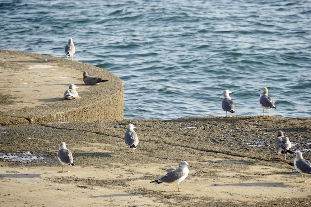 a flock of seagulls standing on a beach next to the ocean