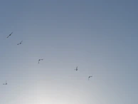 Release of birds back into the wild as part of a conservation effort under clear blue skies.