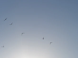 Release of birds back into the wild as part of a conservation effort under clear blue skies.