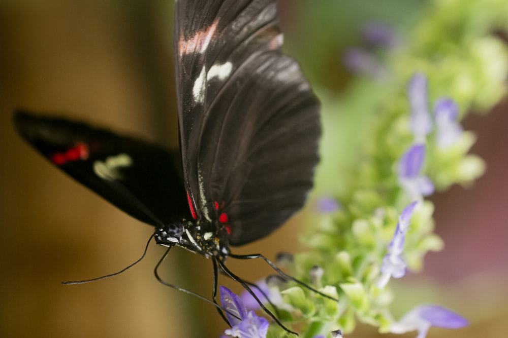 black butterfly on flower