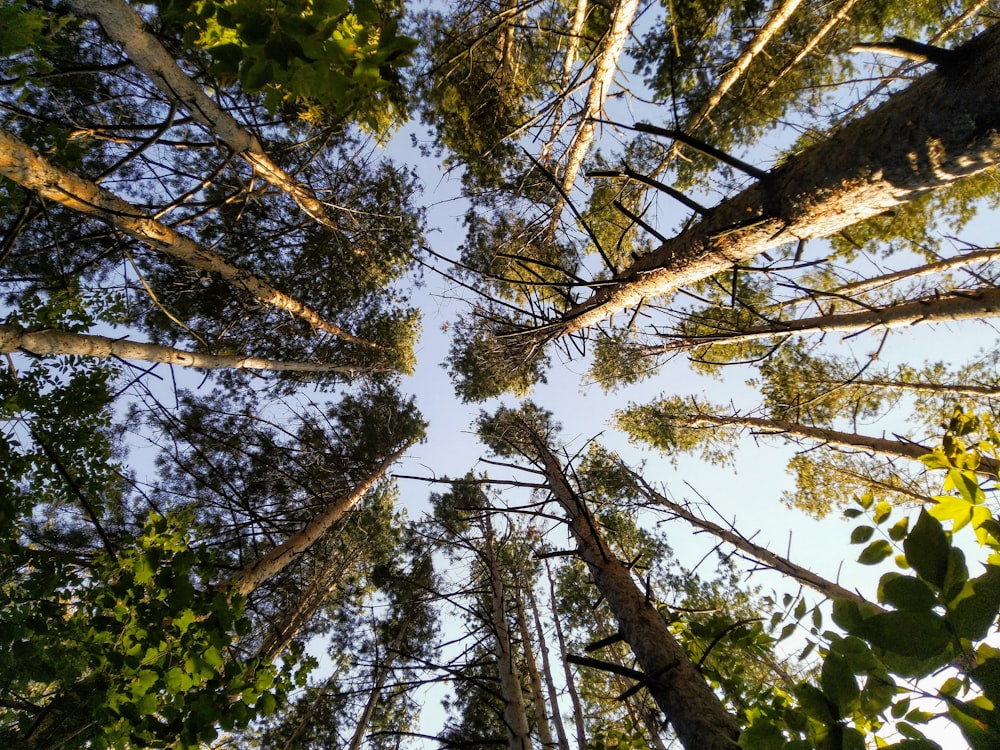 Fotografia dal basso degli alberi