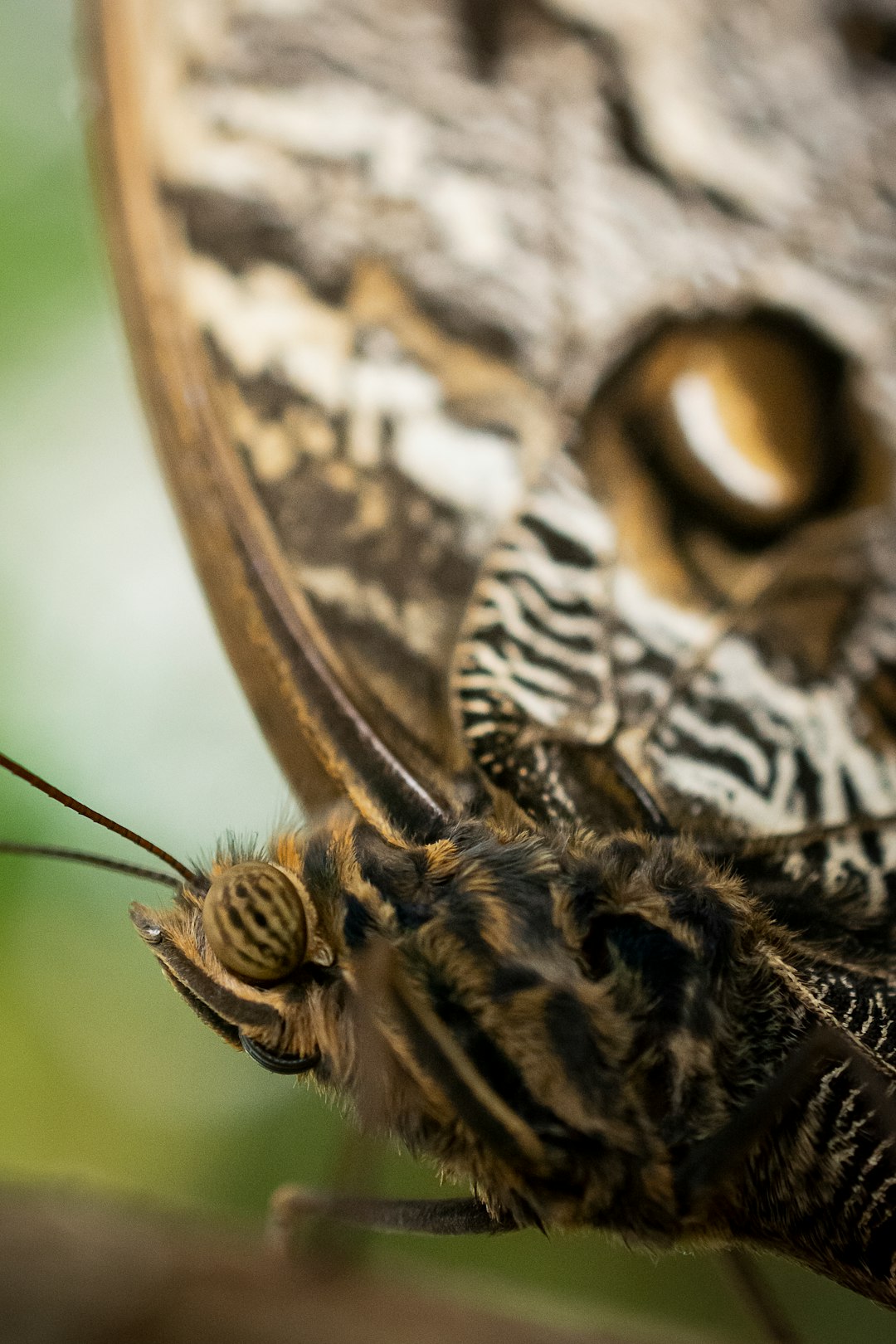 black and brown moth