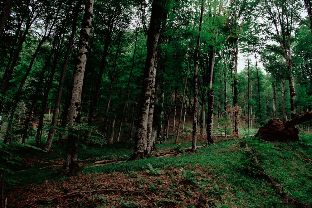 campo di alberi