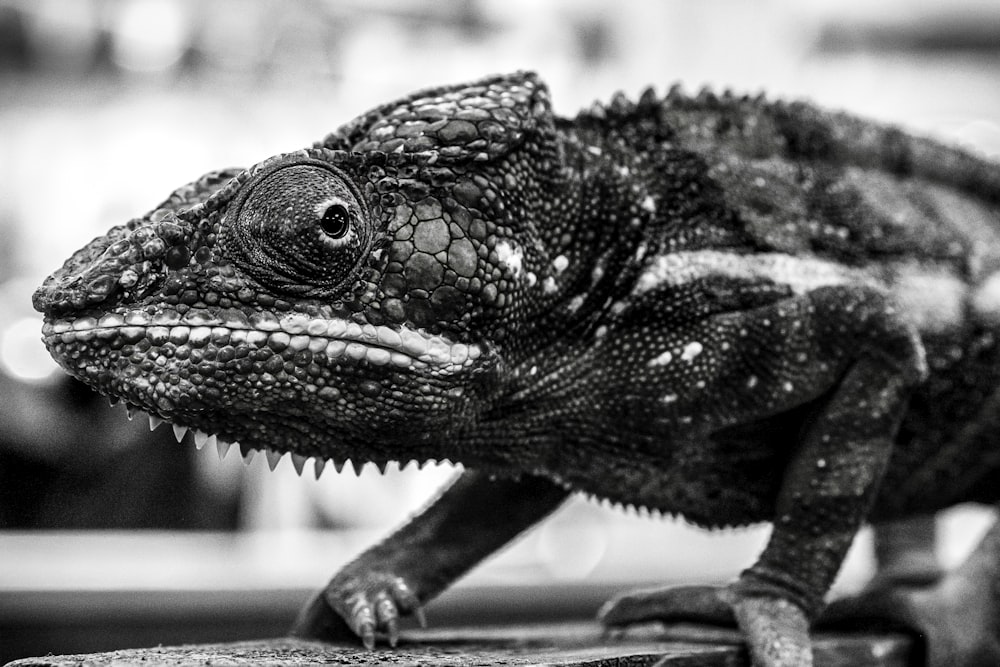 grayscale photo of chameleon