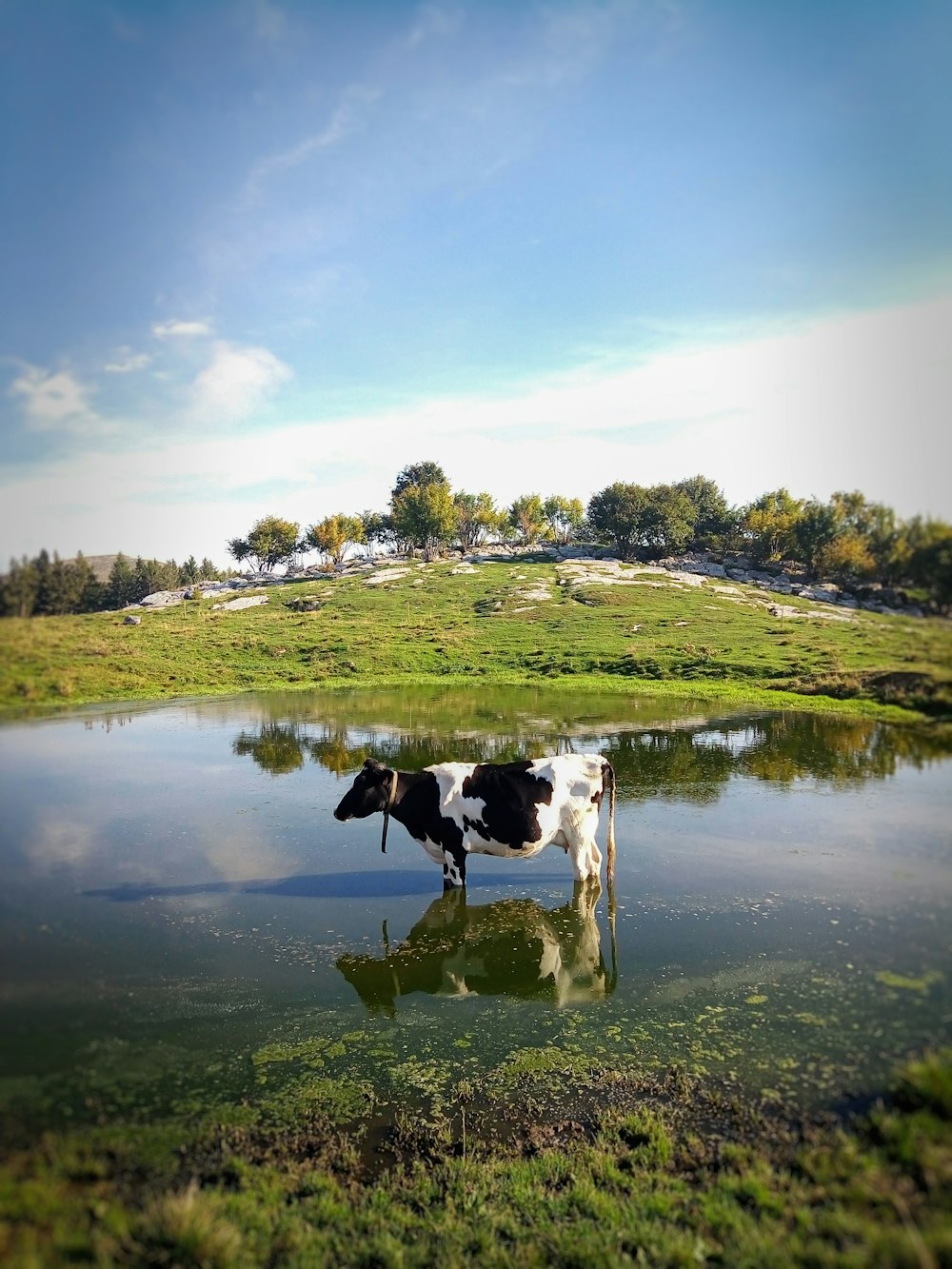 white and black cow