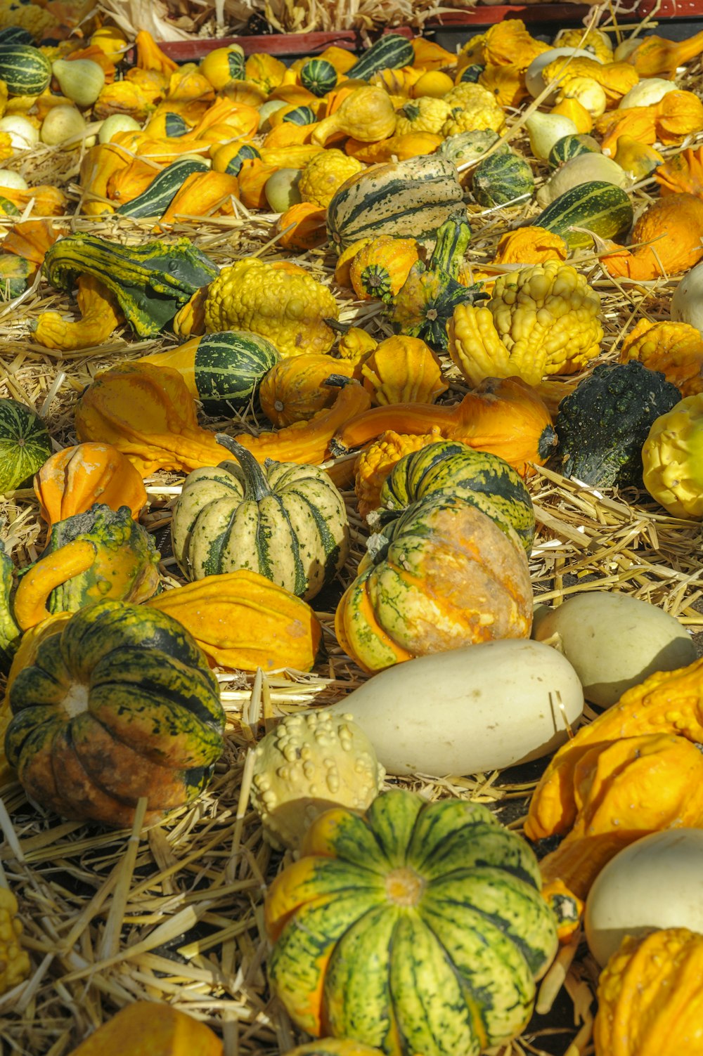 yellow squash lot