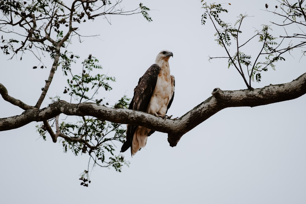 eagle perches on the tree