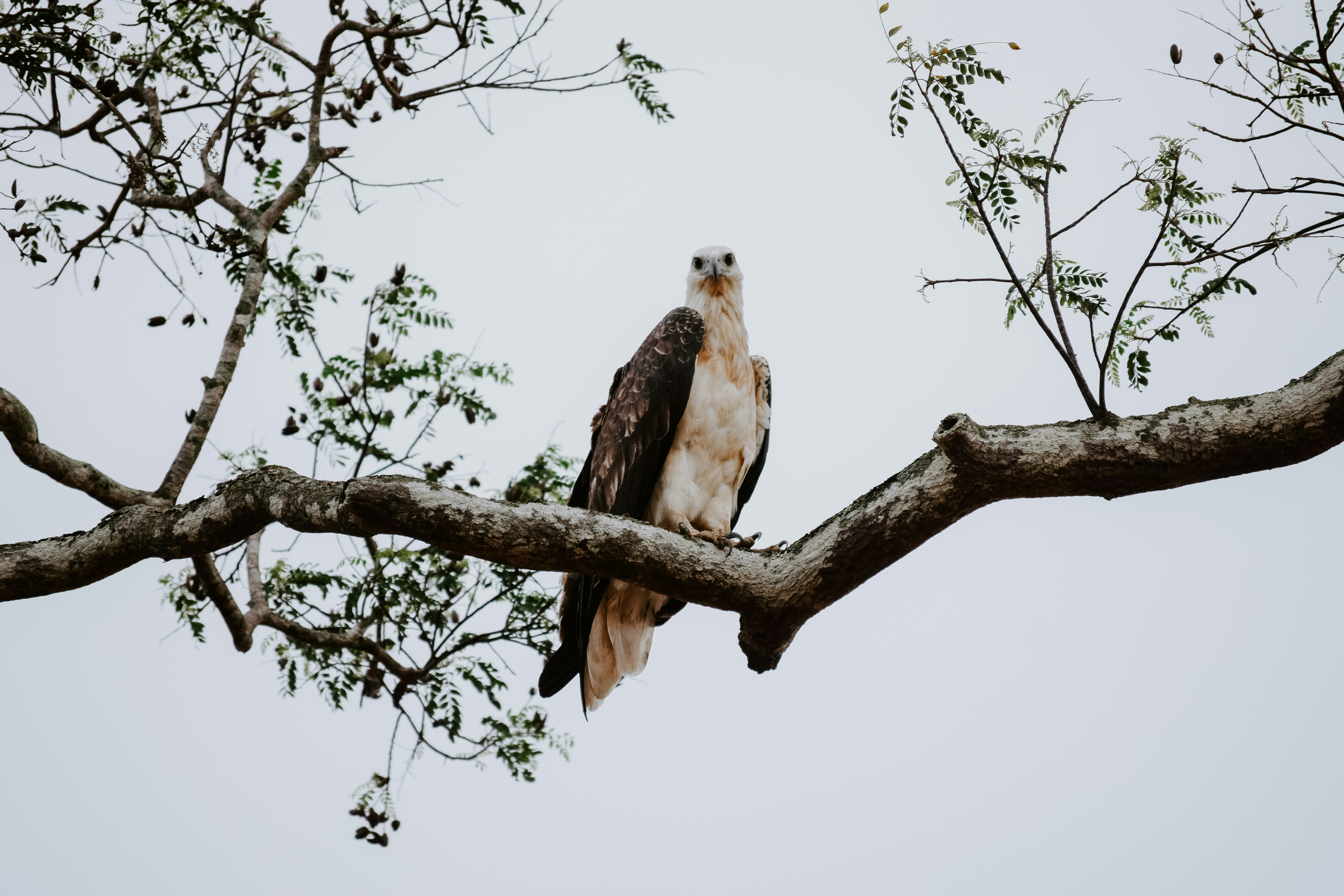 Photo by peiris