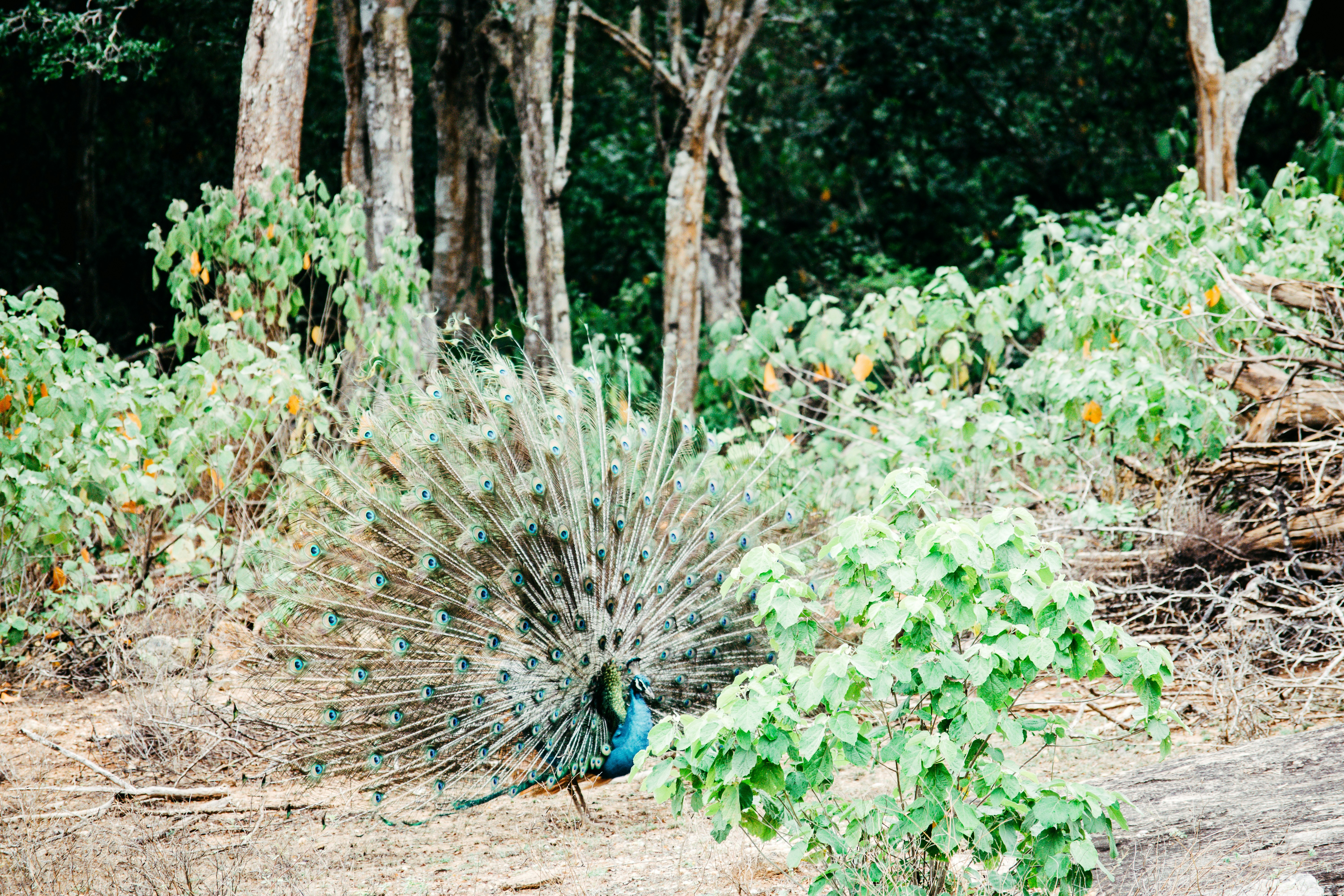 Peacock Hill Nature Park