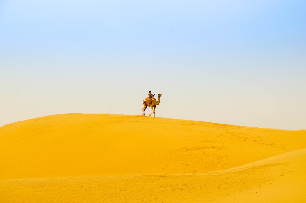 man riding camel on desert