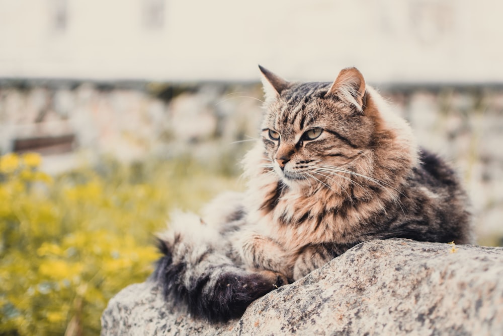 brown maine coon cat