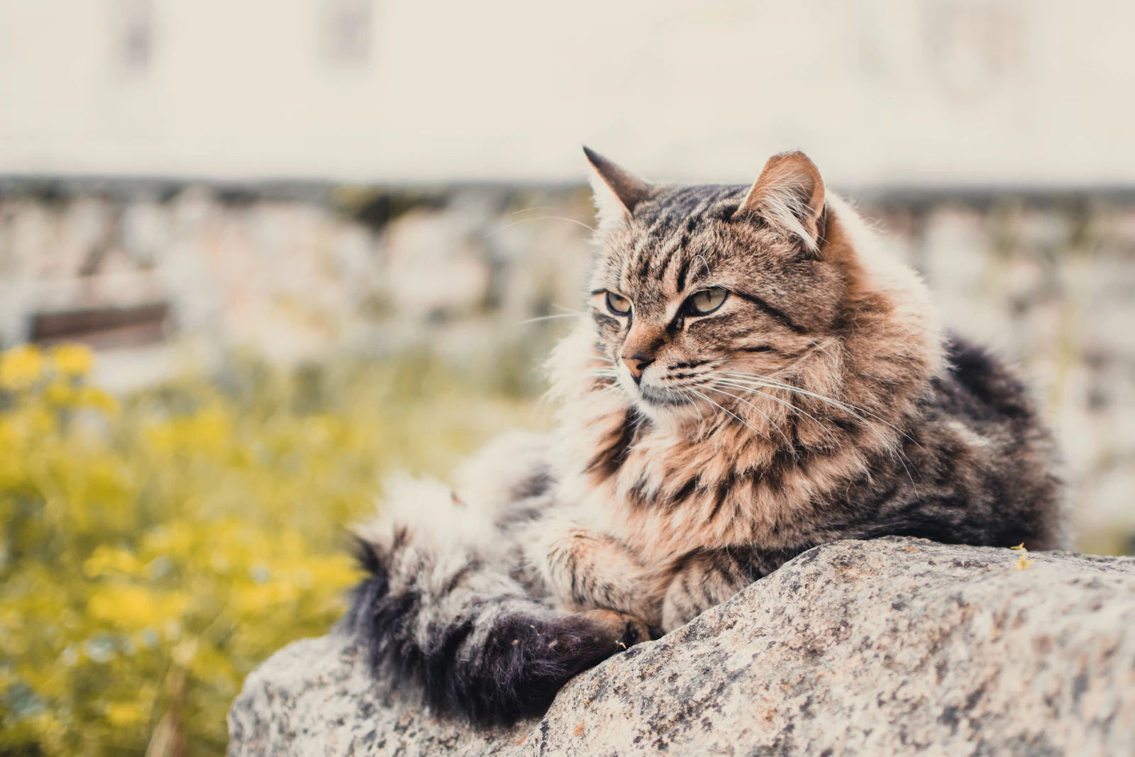 Brown tabby Maine Coon cat portrait, photo on Unsplash