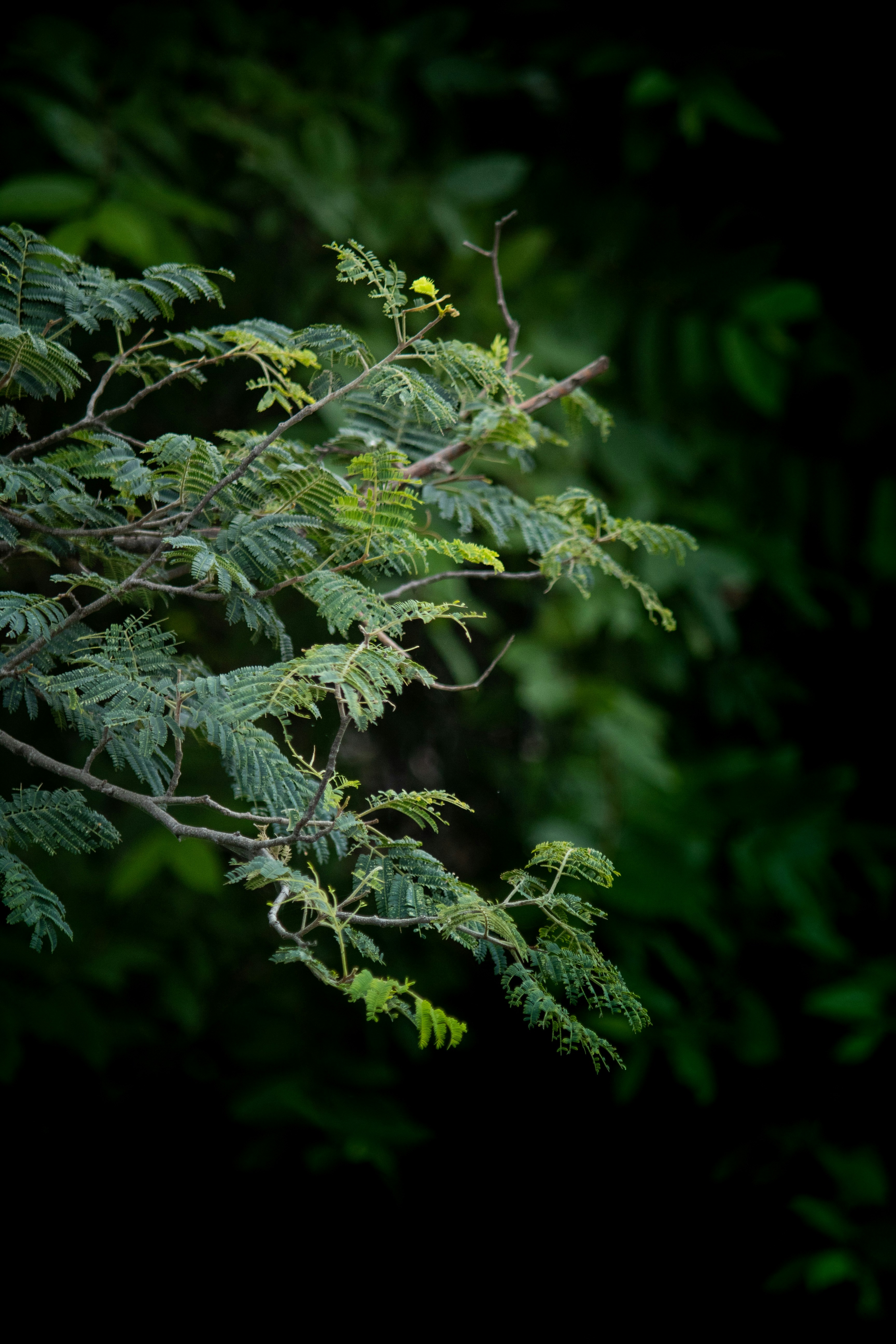 Photo by sujithdevanagari