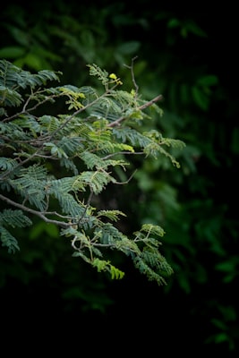 Euonymus alatus Compactus
