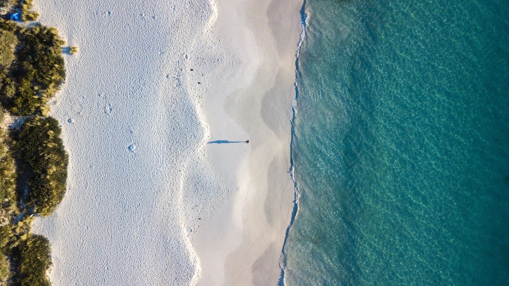 seashore near tree and ocean