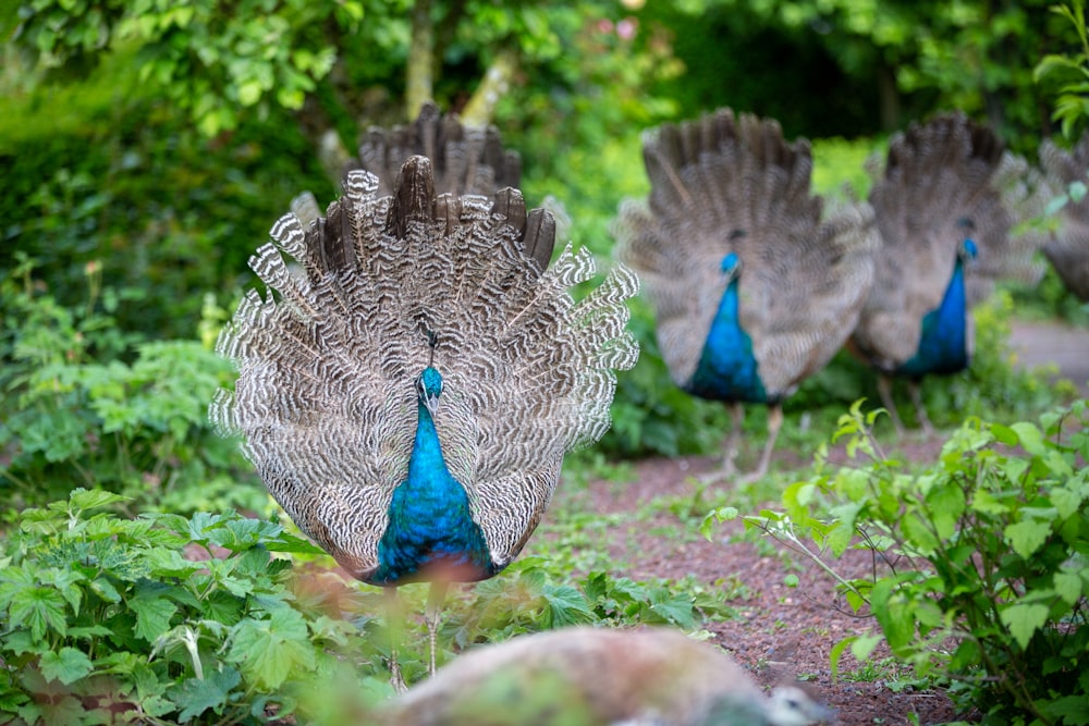 three blue peacocks
