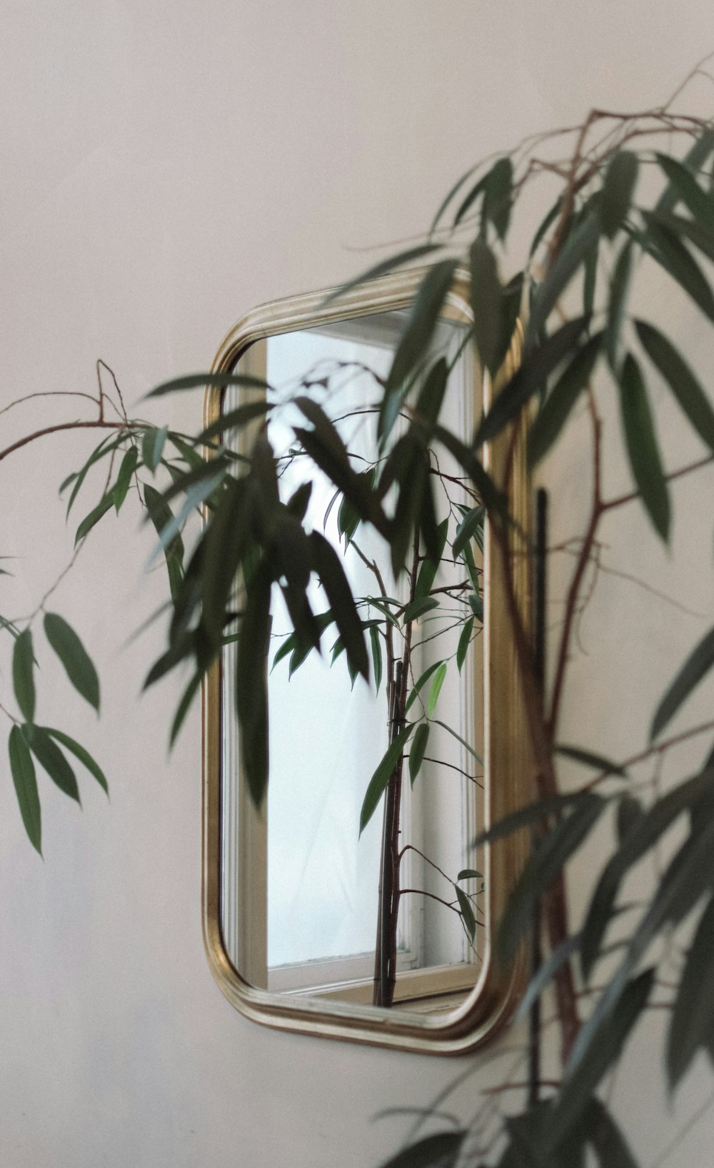 gold framed mirror near plant