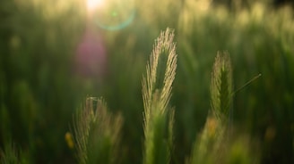 Soft green-toned image of a farmer inspecting feed quality in a sunlit field.