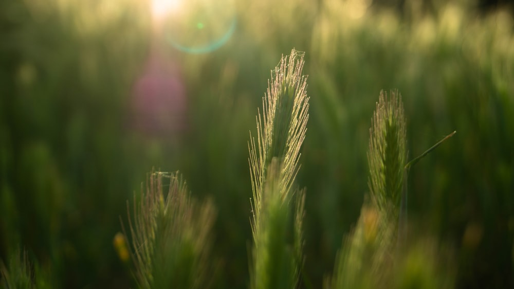 green leafed plant