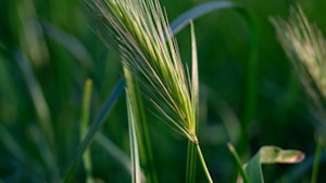 Premium Barley Seed