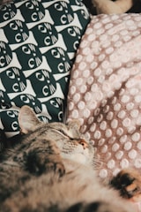 Cozy pillows adorned with artistic black cat designs.
