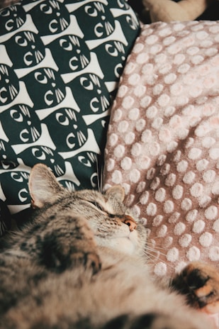 A cat is resting on patterned pillows. One pillow has a black and white design featuring cat faces, while the other is pink with a polka dot texture. The cat appears relaxed and content.