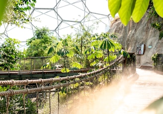 brown wooden bridge at daytime