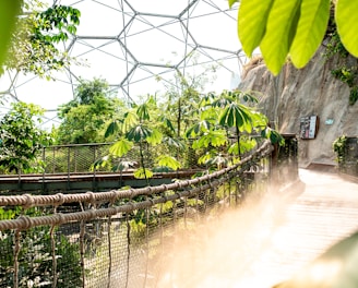 brown wooden bridge at daytime