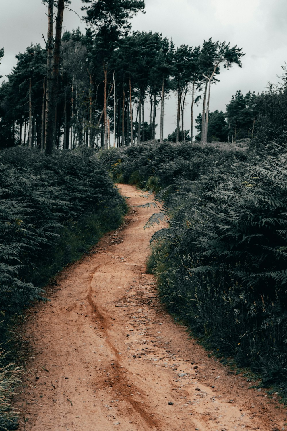 alberi e piante verdi durante il giorno