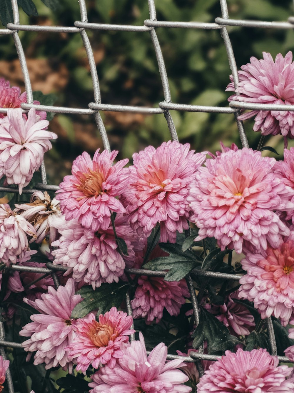 Lote de flores de pétalas cor-de-rosa