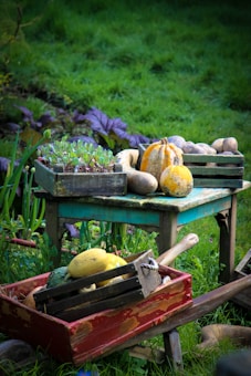 A rustic garden scene featuring a small blue wooden table and a wheelbarrow filled with harvested vegetables and gourds. The table holds a variety of produce, including squash and potatoes, along with a wooden crate containing young seedlings. Lush green grass and foliage form the backdrop, suggesting a vibrant and fertile garden setting.